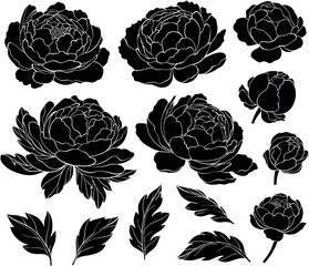 Set of silhouettes of peony flowers © mirifadapt