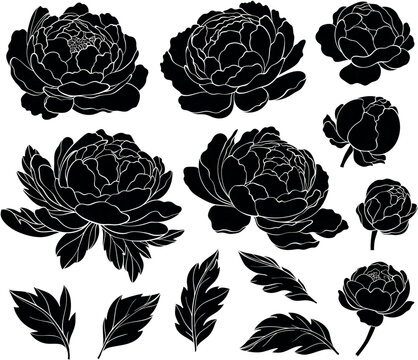 Set of silhouettes of peony flowers