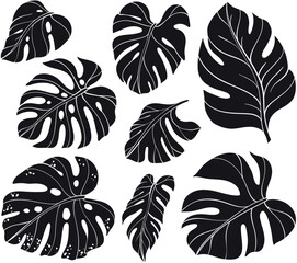 silhouettes of leaf monstera set. © mirifadapt