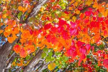 An Autumn day at Lake Burley Griffin
