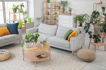 Stylish living room with houseplants and sofa