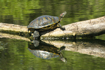 A turtle sunning itself on a small log is reflected in calm surrounding waters on a Spring day in Northern Illinois.
