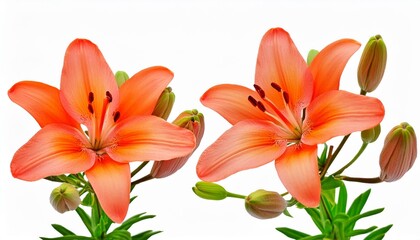 two coral lily flowers and buds in a floral arrangement isolated on white or transparent background