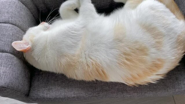 Chat super mignon sur son canapé