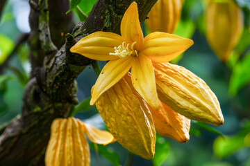 CloseUp of Cacao Pods and Blooming Yellow Flower on a Tropical Tree in a Lush Environment