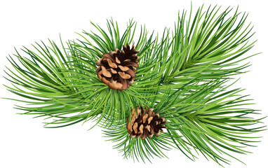 Fototapeta premium Coniferous pine green branch and branch with needles and pine cone. on transparent, png. Winter holiday decor. Christmas
