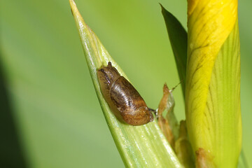 Pfeiffer's amber snail Oxyloma elegans or Oxyloma sarsii. Family ambersnails (Succineidae). Feeding on flowers of yellow flag, Iris pseudacorus. Spring, May, Netherlands     © Thijs de Graaf