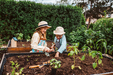 Girl and boy taking care of small vegetable plants in raised bed, holding small shovel. Childhood outdoors in garden.