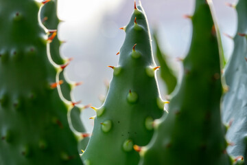 Aloe Vera Pflanze UP CLOSE