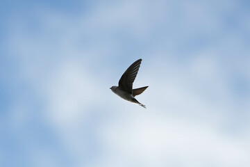 Common house martin (delichon urbicum) in flight flying over blue sky
