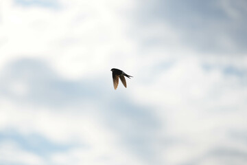 Common house martin (delichon urbicum) in flight flying over blue sky