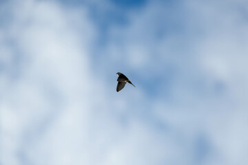 Common house martin (delichon urbicum) in flight flying over blue sky