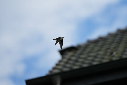 Common house martin (delichon urbicum) in flight flying over blue sky