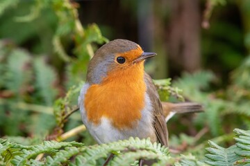 Fototapeta premium Portrait of a European robin (erithacus rubecula) perching on a piece of bracken