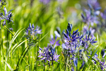 Camas Lilies