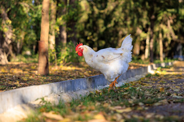 A white chicken is walking on a sidewalk
