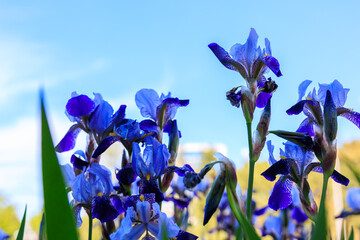 A field of blue and purple flowers with a clear blue sky in the background