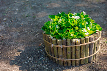 A small potted plant sits in a wooden basket on a dirt ground