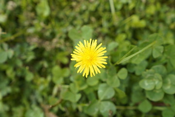 Yellow Dandelion on grass from the top.