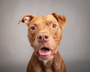 Portrait of a brown pit bull with an open mouth sitting in front of a grey background