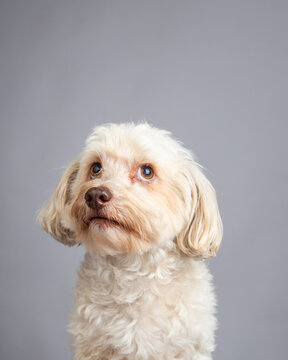 Portrait of a white havapoo sitting in front of a grey background