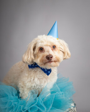 Portrait of a white havapoo wearing a party hat, bow tie and tutu sitting on a stool in front of a grey background