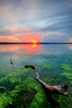 Driftwood and algae in sea at sunset, Curonian gulf, Lithuania