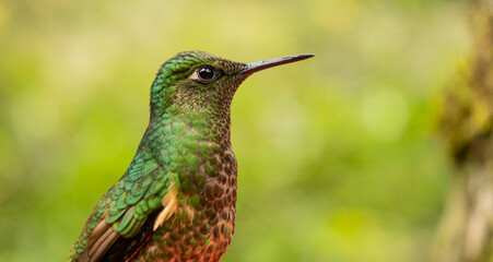 primer plano de un colibrí tropical de plumaje colorido en el bosque húmedo  