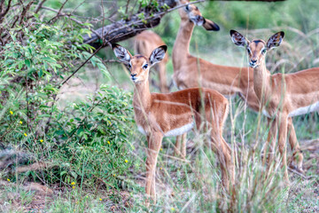 baby impala herd grazing in the african bush