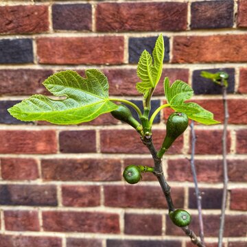 Close-up of a fig tree (Ficus carica) with early figs in a garden against a brick wall, Farnham Common, Berkshire, England, UK