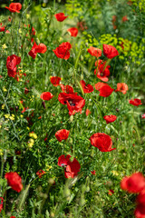 Bright picturesque red magicians growing in meadow, natural background, summer concept