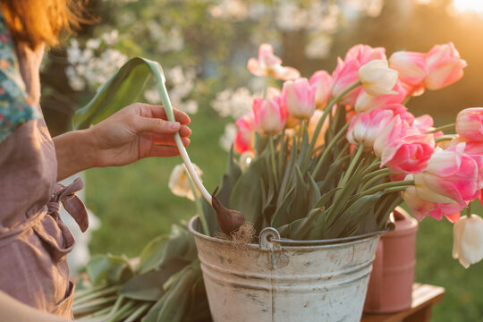 Close-up of a woman standing at a garden table cutting bulbs off flowering tulip plants in autumn