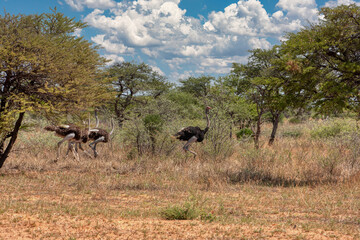 Naklejka premium few ostrich running in the grass in the african bush