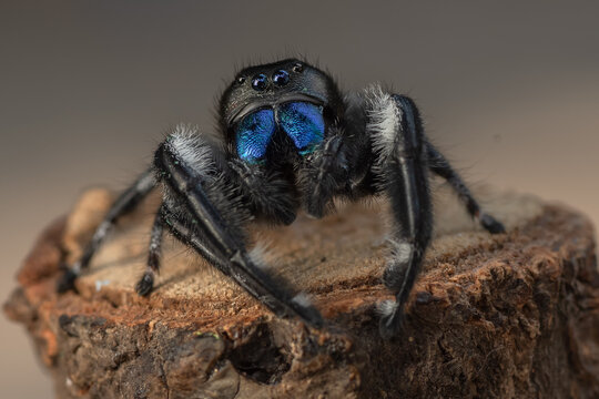 Close up of a jumping spider with blue fangs on a piece of wood, Indonesia