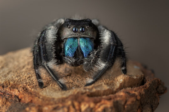 Close-up of a jumping spider with blue fangs on a piece of wood, Indonesia