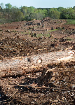 Close-up of a forest and tree stumps left due to deforestation, Monroe, Walton County, Georgia, USA
