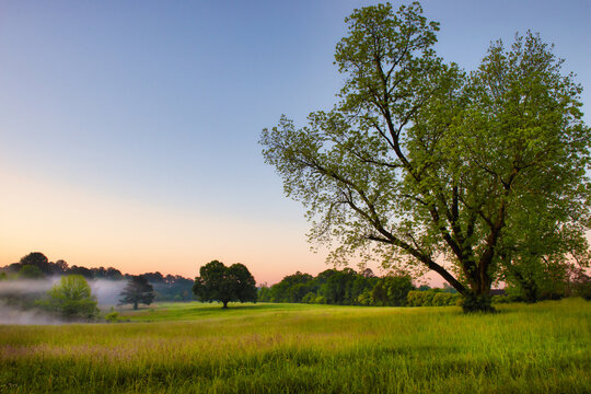 Fog clearing over a morning Pasture, Monroe, Walton County, Georgia, USA