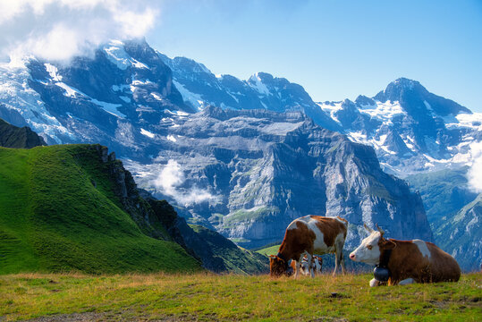 Three Cows grazing in an alpine meadow in Swiss Alps, Mannlichen, Switzerland