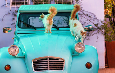 old vintage car two cats playing on the bonnet