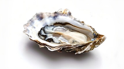 Open oyster shell on white background. Macro photography of seafood. Use for culinary and natural beauty content. Fresh and realistic detail. AI