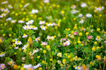 White daisy flowers on a alpine meadow	