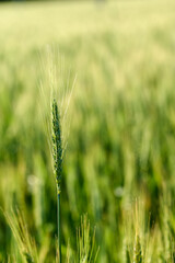 Photo. a young ear of wheat on the background of ears of wheat field. Vertical photo