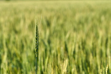 Fototapeta premium Photo. a young ear of wheat on the background of ears of wheat field. 