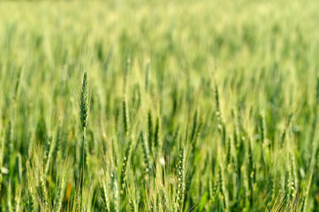 Photo Green young ears of wheat growing in the field. The tops of spikelets growing abundantly in the field