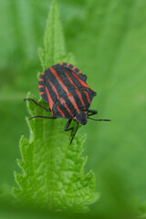 Vertical closeup on the beautiful European red striped bug , Graphosoma italicum on a green leaf