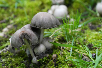Low angle closeup on the edible common ink cap or tipplers bane, Coprinopsis atramentaria