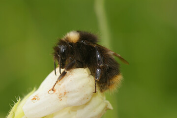 Closeup on an Early bumblbee, Bombus pratorum, on a white flower in the garden