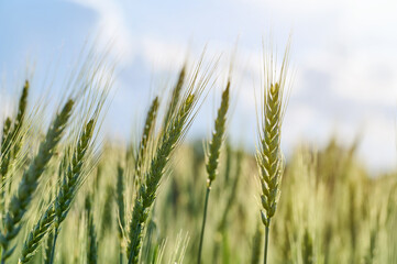 Photo. a young ear of wheat on the background of the sky. Spikelets close-up. In the background is a blue sky with a blurred focus