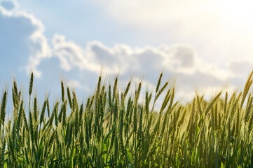 Photo. a young ear of wheat on the background of the sky. Spikelets close-up. The background is a blue sky with clouds on a summer day