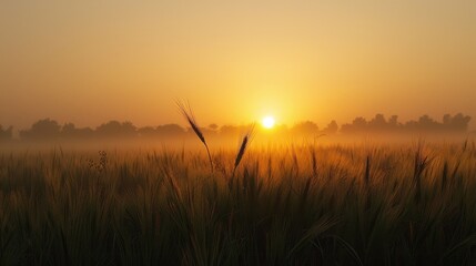 Sunrise in the morning over a wheat field captured near Badgonda in Indore